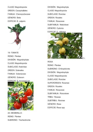 CLASE: Magnoliopsida 
ORDEN: Caryophyllales 
FAMILIA: Chenopodiaceae 
GÉNERO: Beta 
ESPECIE: B. vulgaris 
19- TOMATE 
REINO: Plantae 
DIVISIÓN: Magnoliophyta 
CLASE: Magnoliopsida 
SUBCLASE: Asteridae 
ORDEN: Solanales 
FAMILIA: Solanaceae 
GÉNERO: Solanum 
ESPECIE: S. lycopersicum 
20- MEMBRILLO 
REINO: Plantae 
SUBREINO: Tracheobionta 
DIVISIÓN: Magnoliophyta 
CLASE: Magnoliopsida 
SUBCLASE: Rosidae 
ORDEN: Rosales 
FAMILIA: Rosaceae 
SUBFAMILIA: Maloideae 
GÉNERO: Cydonia 
ESPECIE: C. oblonga 
21- 
ROSA 
REINO: Plantae 
SUBREINO: Embryobionta 
DIVISIÓN: Magnoliophyta 
CLASE: Magnoliopsida 
SUBCLASE: Rosidae 
SUPERORDEN: Rosanae 
ORDEN: Rosales 
FAMILIA: Rosaceae 
SUBFAMILIA: Rosoideae 
TRIBU: Roseae 
SUBTRIBU: Rosinae 
GÉNERO: Rosa 
ESPECIE: Rosa spp 
 