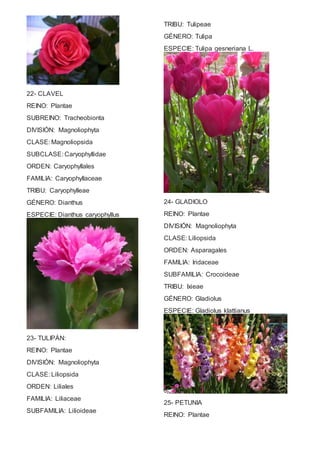 22- CLAVEL 
REINO: Plantae 
SUBREINO: Tracheobionta 
DIVISIÓN: Magnoliophyta 
CLASE: Magnoliopsida 
SUBCLASE: Caryophyllidae 
ORDEN: Caryophyllales 
FAMILIA: Caryophyllaceae 
TRIBU: Caryophylleae 
GÉNERO: Dianthus 
ESPECIE: Dianthus caryophyllus 
23- TULIPÁN: 
REINO: Plantae 
DIVISIÓN: Magnoliophyta 
CLASE: Liliopsida 
ORDEN: Liliales 
FAMILIA: Liliaceae 
SUBFAMILIA: Lilioideae 
TRIBU: Tulipeae 
GÉNERO: Tulipa 
ESPECIE: Tulipa gesneriana L. 
24- GLADIOLO 
REINO: Plantae 
DIVISIÓN: Magnoliophyta 
CLASE: Liliopsida 
ORDEN: Asparagales 
FAMILIA: Iridaceae 
SUBFAMILIA: Crocoideae 
TRIBU: Ixieae 
GÉNERO: Gladiolus 
ESPECIE: Gladiolus klattianus 
25- PETUNIA 
REINO: Plantae 
 