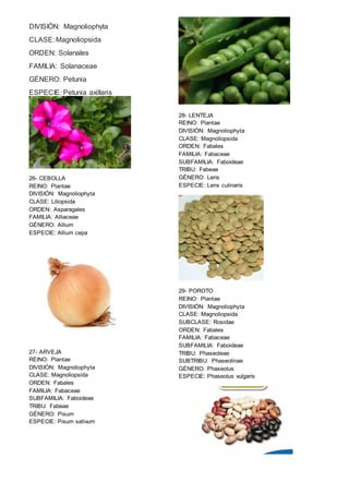 DIVISIÓN: Magnoliophyta 
CLASE: Magnoliopsida 
ORDEN: Solanales 
FAMILIA: Solanaceae 
GÉNERO: Petunia 
ESPECIE: Petunia axillaris 
26- CEBOLLA 
REINO: Plantae 
DIVISIÓN: Magnoliophyta 
CLASE: Liliopsida 
ORDEN: Asparagales 
FAMILIA: Alliaceae 
GÉNERO: Allium 
ESPECIE: Allium cepa 
27- ARVEJA 
REINO: Plantae 
DIVISIÓN: Magnoliophyta 
CLASE: Magnoliopsida 
ORDEN: Fabales 
FAMILIA: Fabaceae 
SUBFAMILIA: Faboideae 
TRIBU: Fabeae 
GÉNERO: Pisum 
ESPECIE: Pisum sativum 
28- LENTEJA 
REINO: Plantae 
DIVISIÓN: Magnoliophyta 
CLASE: Magnoliopsida 
ORDEN: Fabales 
FAMILIA: Fabaceae 
SUBFAMILIA: Faboideae 
TRIBU: Fabeae 
GÉNERO: Lens 
ESPECIE: Lens culinaris 
29- POROTO 
REINO: Plantae 
DIVISIÓN: Magnoliophyta 
CLASE: Magnoliopsida 
SUBCLASE: Rosidae 
ORDEN: Fabales 
FAMILIA: Fabaceae 
SUBFAMILIA: Faboideae 
TRIBU: Phaseoleae 
SUBTRIBU: Phaseolinae 
GÉNERO: Phaseolus 
ESPECIE: Phaseolus vulgaris 
 