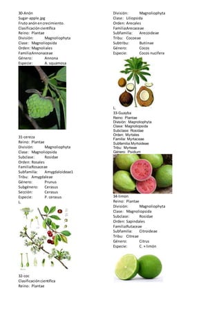 30-Anón 
Sugar-apple.jpg 
Fruto anón en crecimiento. 
Clasificación científica 
Reino: Plantae 
División: Magnoliophyta 
Clase: Magnoliopsida 
Orden: Magnoliales 
Familia:Annonaceae 
Género: Annona 
Especie: A. squamosa 
31-cereza 
Reino: Plantae 
División: Magnoliophyta 
Clase: Magnoliopsida 
Subclase: Rosidae 
Orden: Rosales 
Familia:Rosaceae 
Subfamilia: Amygdaloideae1 
Tribu: Amygdaleae 
Género: Prunus 
Subgénero: Cerasus 
Sección: Cerasus 
Especie: P. cerasus 
L. 
32-coc 
Clasificación científica 
Reino: Plantae 
División: Magnoliophyta 
Clase: Liliopsida 
Orden: Arecales 
Familia:Arecaceae 
Subfamilia: Arecoideae 
Tribu: Cocoeae 
Subtribu: Butiinae 
Género: Cocos 
Especie: Cocos nucifera 
L. 
33-Guayba 
Reino: Plantae 
División: Magnoliophyta 
Clase: Magnoliopsida 
Subclase: Rosidae 
Orden: Myrtales 
Familia: Myrtaceae 
Subfamilia:Myrtoideae 
Tribu: Myrteae 
Género: Psidium 
34-limon 
Reino: Plantae 
División: Magnoliophyta 
Clase: Magnoliopsida 
Subclase: Rosidae 
Orden: Sapindales 
Familia:Rutaceae 
Subfamilia: Citroideae 
Tribu: Citreae 
Género: Citrus 
Especie: C. × limón 
 