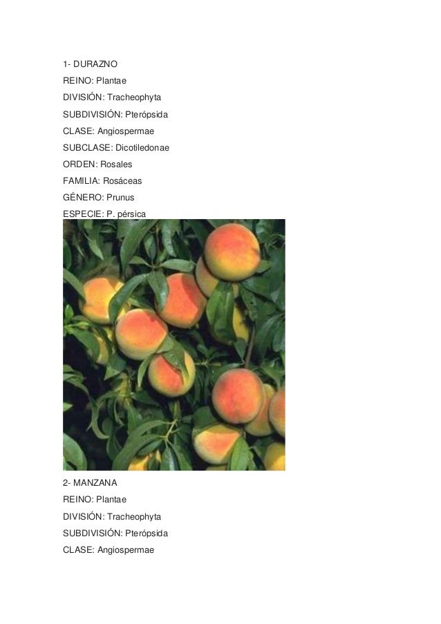 taxonomia plantas power point slide share