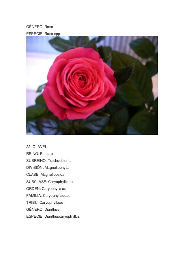 Taxonomia De Las Rosas