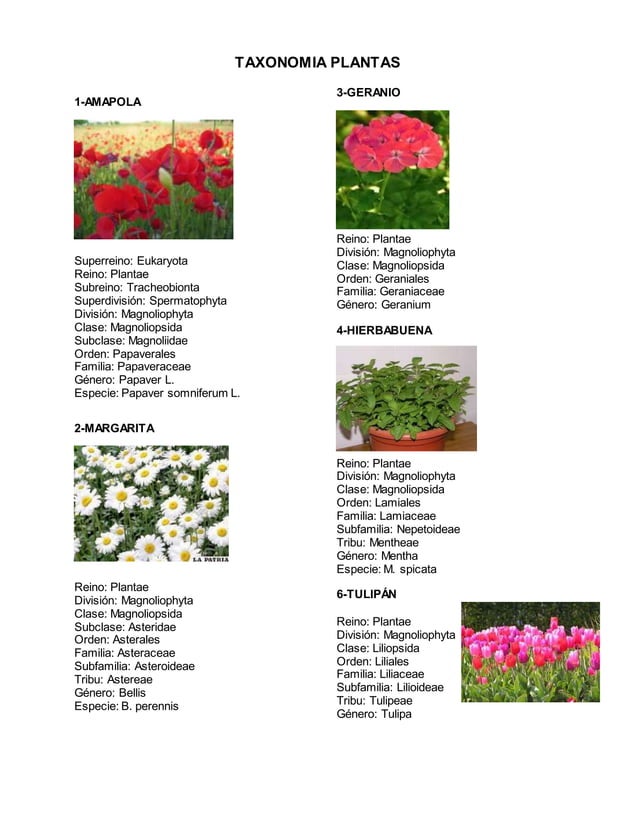 Taxonomia plantas PDF