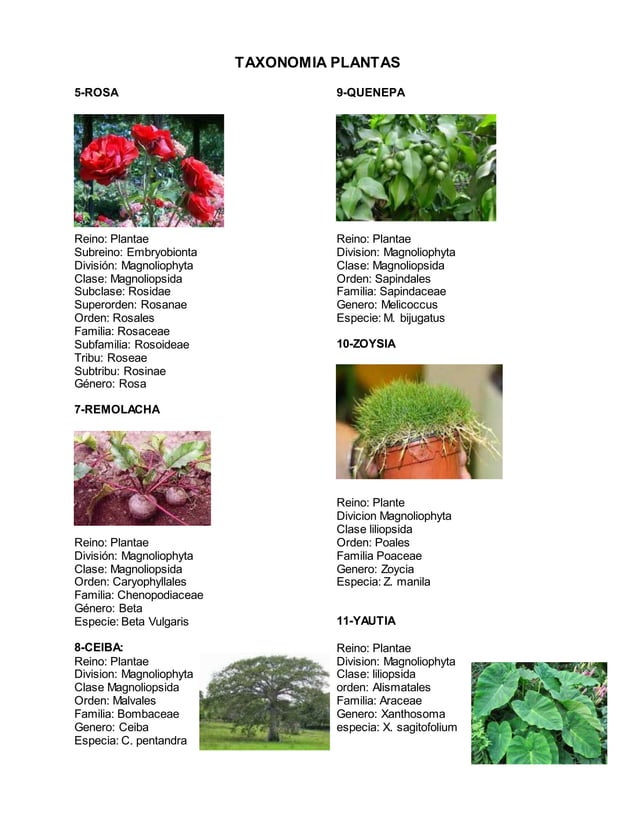 Taxonomia plantas