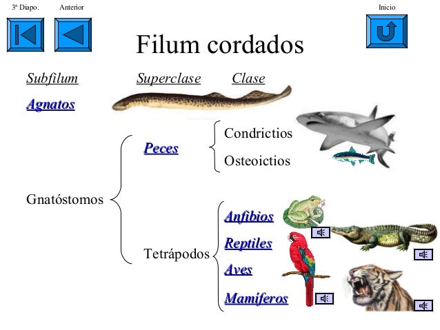 Que es filum en biologia Clearance