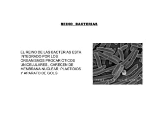 REINO BACTERIAS
EL REINO DE LAS BACTERIAS ESTA
INTEGRADO POR LOS
ORGANISMOS PROCARIÓTICOS
UNICELULARES , CARECEN DE
MEMBRANA NUCLEAR, PLASTIDIOS
Y APARATO DE GOLGI.
 