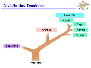 Divisão dos Domínios
 