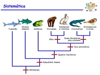 Sistemática
 