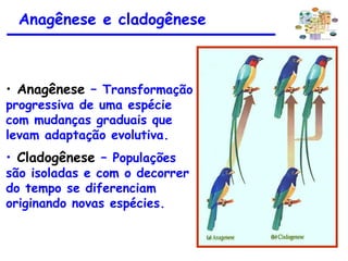 Anagênese e cladogênese
• Anagênese – Transformação
progressiva de uma espécie
com mudanças graduais que
levam adaptação evolutiva.
• Cladogênese – Populações
são isoladas e com o decorrer
do tempo se diferenciam
originando novas espécies.
 
