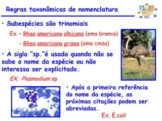 • Subespécies são trinomiais
Ex. – Rhea americana albicans (ema branca)
- Rhea americana grisea (ema cinza)
• Após a primeira referência
do nome da espécie, as
próximas citações podem ser
abreviadas.
Ex. E.coli
Regras taxonômicas de nomenclatura
• A sigla “sp.”é usada quando não se
sabe o nome da espécie ou não
interessa ser explicitado.
EX. Plasmodium sp.
 