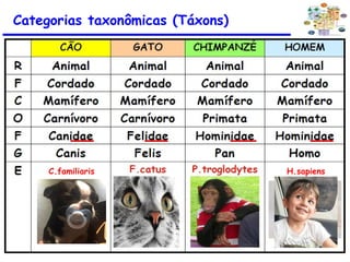 Categorias taxonômicas (Táxons)
C.familiaris H.sapiens
 