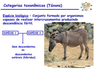 Espécie biológica – Conjunto formado por organismos
capazes de realizar intercruzamentos produzindo
descendência fértil.
ESPÉCIE 1 ESPÉCIE 2
Categorias taxonômicas (Táxons)
Sem descendentes
ou
descendentes
estéreis (híbridos)
 