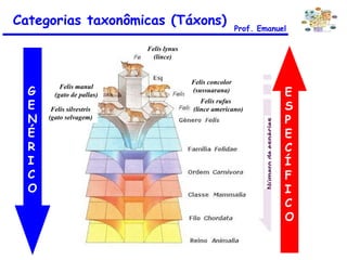 Prof. Emanuel E S P E C Í F I C O G E N É R I C O Felis lynus (lince) Felis silvestris (gato selvagem) Felis manul (gato de pallas) Felis concolor (sussuarana) Felis concolor (sussuarana) Felis rufus  (lince americano) Categorias taxonômicas (Táxons) 