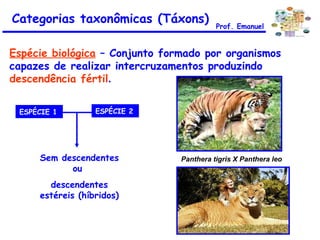 Espécie biológica   – Conjunto formado por organismos capazes de realizar intercruzamentos produzindo  descendência fértil . ESPÉCIE 1   ESPÉCIE 2   Categorias taxonômicas (Táxons) Sem descendentes ou  descendentes estéreis (híbridos) Prof. Emanuel Panthera tigris X Panthera leo  