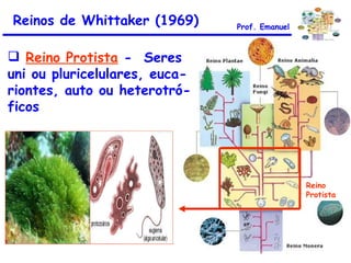 Reinos de Whittaker (1969) Reino Protista  -  Seres uni ou pluricelulares, euca- riontes, auto ou heterotró- ficos Reino Protista Prof. Emanuel 