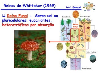 Reinos de Whittaker (1969) Reino Fungi  -  Seres uni ou pluricelulares, eucariontes,  heterotróficos por absorção Reino Fungi Prof. Emanuel 