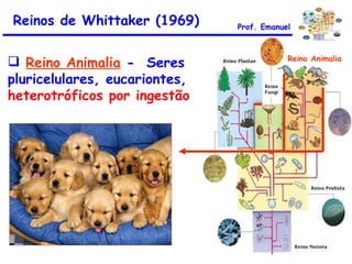 Reinos de Whittaker (1969) Reino Animalia  -  Seres pluricelulares, eucariontes,  heterotróficos por ingestão Reino Animalia Prof. Emanuel 