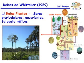 Reinos de Whittaker (1969) Reino Plantae  -  Seres pluricelulares, eucariontes, fotoautotróficos Reino Plantae Prof. Emanuel 