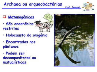 Archaea ou arqueobactérias Prof. Emanuel Metanogênicas São anaeróbias restritas Holocausto do oxigênio Encontradas nos pântanos Podem ser decompositoras ou mutualísticas 