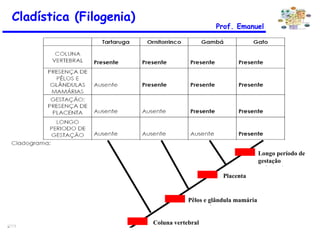 Cladística (Filogenia) Prof. Emanuel Coluna vertebral Pêlos e glândula mamária Placenta Longo período de gestação 