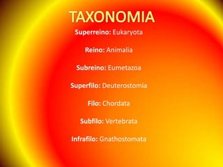 TAXONOMIASuperreino: EukaryotaReino: AnimaliaSubreino: EumetazoaSuperfilo: DeuterostomiaFilo: ChordataSubfilo: VertebrataInfrafilo: Gnathostomata