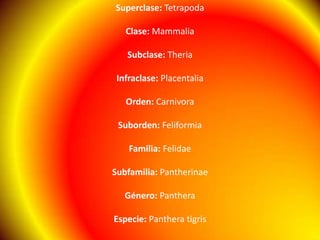 Superclase: TetrapodaClase: MammaliaSubclase: TheriaInfraclase: PlacentaliaOrden: CarnivoraSuborden: FeliformiaFamilia: FelidaeSubfamilia: PantherinaeGénero: PantheraEspecie: Panthera tigris