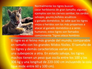 Normalmente los tigres buscan cazar herbívoros de gran tamaño; algunos ejemplos son los ciervos sambar, los cerdos salvajes, gaures,búfalos acuáticos y ganado doméstico. Se sabe que los tigres viejos o heridos son los más propensos a atacar al ganado doméstico o a seres humanos; estos tigres son llamados comúnmente "tigres ataca hombresEl tigre es el felino más grande del mundo, comparable en tamaño con los grandes félidos fósiles. El tamaño de los tigres y demás características varían de una subespecie a otra. En estado salvaje, los tigres machos tienen un peso que oscila entre los 100 y los 306 kg y una longitud de 220-330 cm incluyendo la cola (que mide entre 60 y 100 cm).
