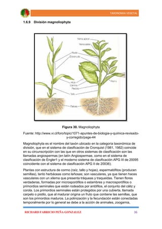 Taxonomia vegetal | PDF