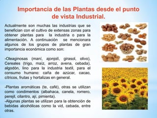 Importancia de las Plantas desde el punto
de vista Industrial.
Actualmente son muchas las industrias que se
benefician con el cultivo de extensas zonas para
obtener plantas para la industria o para la
alimentación. A continuación se mencionara
algunos de los grupos de plantas de gran
importancia económica como son:
-Oleaginosas (maní, ajonjolí, girasol, olivo),
Cereales (trigo, maíz, arroz, avena, cebada),
algodón, lino para la industria textil, para el
consumo humano: caña de azúcar, cacao,
cítricos, frutas y hortalizas en general.
-Plantas aromáticas (te, café), otras se utilizan
como condimentos (albahaca, canela, romero,
perejil, cilantro, ají, pimienta).
-Algunas plantas se utilizan para la obtención de
bebidas alcohólicas como la vid, cebada, entre
otras.
 