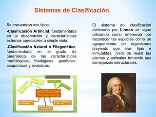Se encuentran dos tipos:
-Clasificación Artificial: fundamentada
en la observación y características
externas apreciables a simple vista.
-Clasificación Natural o Filogenética:
fundamentada en el grado de
parentesco de las características
morfológicas, fisiológicas, genéticas,
bioquímicas y evolutivas.
El sistema de clasificación
elaborado por Linneo se sigue
utilizando como referencia por
reconocer las especies como un
agrupamiento de organismos
creyendo que eran fijas e
inmutables. Trato de reunir las
plantas y animales tomando sus
semejanzas estructurales.
Sistemas de Clasificación.
 