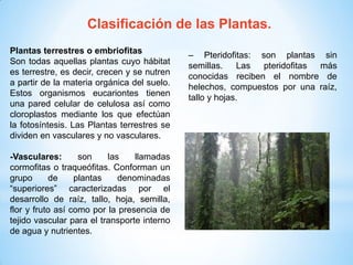 Clasificación de las Plantas.
Plantas terrestres o embriofitas
Son todas aquellas plantas cuyo hábitat
es terrestre, es decir, crecen y se nutren
a partir de la materia orgánica del suelo.
Estos organismos eucariontes tienen
una pared celular de celulosa así como
cloroplastos mediante los que efectúan
la fotosíntesis. Las Plantas terrestres se
dividen en vasculares y no vasculares.
-Vasculares: son las llamadas
cormofitas o traqueófitas. Conforman un
grupo de plantas denominadas
“superiores” caracterizadas por el
desarrollo de raíz, tallo, hoja, semilla,
flor y fruto así como por la presencia de
tejido vascular para el transporte interno
de agua y nutrientes.
– Pteridofitas: son plantas sin
semillas. Las pteridofitas más
conocidas reciben el nombre de
helechos, compuestos por una raíz,
tallo y hojas.
 