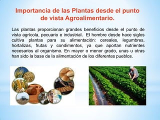 Importancia de las Plantas desde el punto
de vista Agroalimentario.
Las plantas proporcionan grandes beneficios desde el punto de
vista agrícola, pecuario e industrial. El hombre desde hace siglos
cultiva plantas para su alimentación: cereales, legumbres,
hortalizas, frutas y condimentos, ya que aportan nutrientes
necesarios al organismo. En mayor o menor grado, unas u otras
han sido la base de la alimentación de los diferentes pueblos.
 