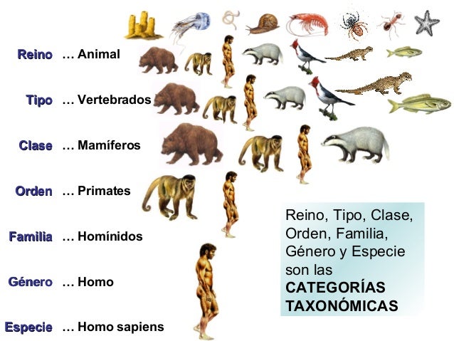 Taxonomia y cinco_reinos