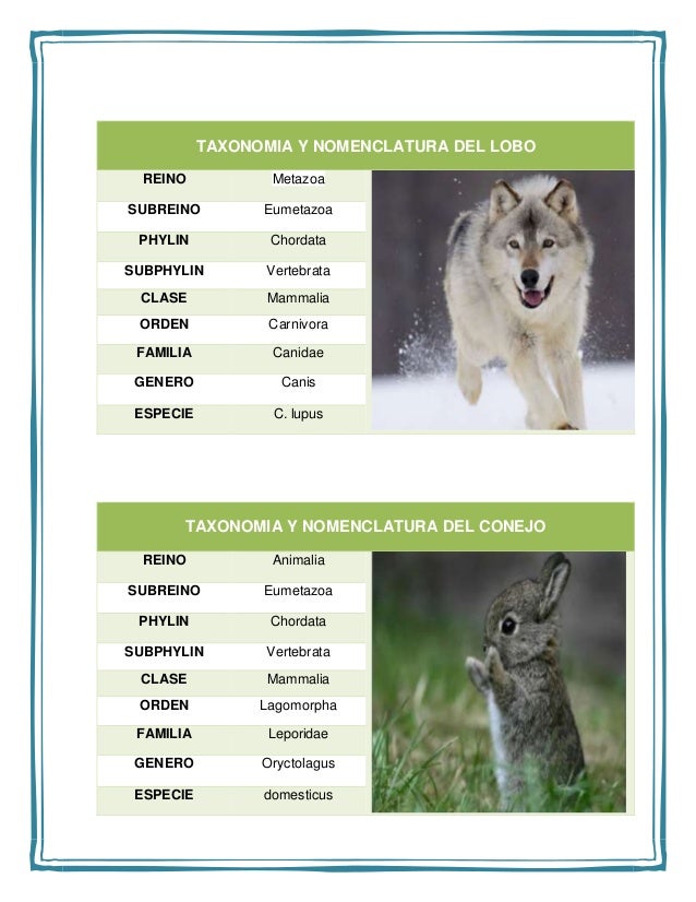 Taxonomia Y Nomenclatura de los animales y las plantas