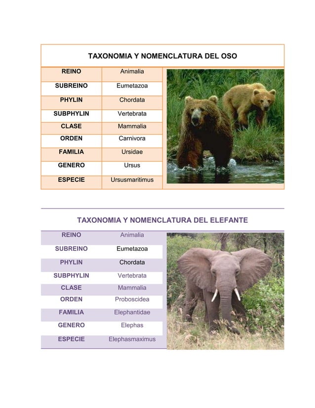 Taxonomia y Nomenclaturas de Animales Y plantas