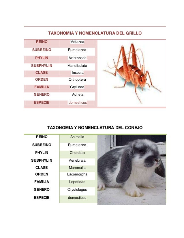 Taxonomia y Nomenclaturas de Animales Y plantas