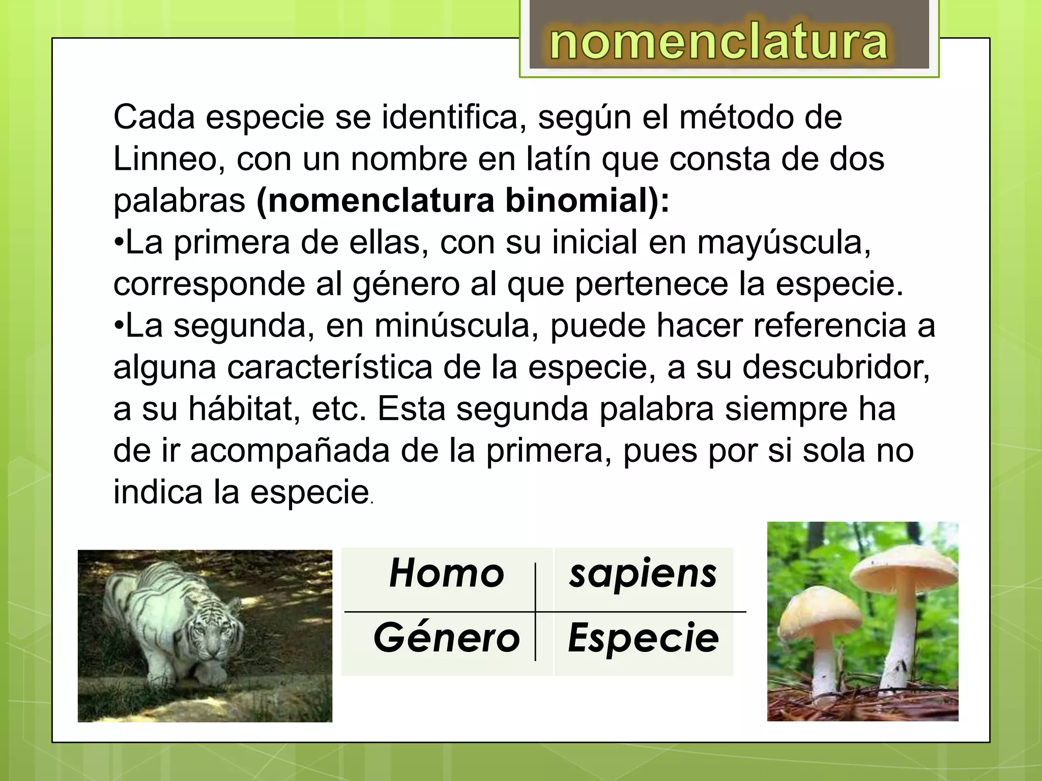 Cada especie se identifica, según el método de
Linneo, con un nombre en latín que consta de dos
palabras (nomenclatura binomial):
•La primera de ellas, con su inicial en mayúscula,
corresponde al género al que pertenece la especie.
•La segunda, en minúscula, puede hacer referencia a
alguna característica de la especie, a su descubridor,
a su hábitat, etc. Esta segunda palabra siempre ha
de ir acompañada de la primera, pues por si sola no
indica la especie.

                  Homo       sapiens
                 Género      Especie
 