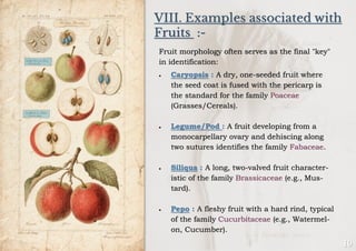 VIII. Examples associated with
Fruits :-
Fruit morphology often serves as the final "key"
in identification:
• Caryopsis : A dry, one-seeded fruit where
the seed coat is fused with the pericarp is
the standard for the family Poaceae
(Grasses/Cereals).
• Legume/Pod : A fruit developing from a
monocarpellary ovary and dehiscing along
two sutures identifies the family Fabaceae.
• Siliqua : A long, two-valved fruit character-
istic of the family Brassicaceae (e.g., Mus-
tard).
• Pepo : A fleshy fruit with a hard rind, typical
of the family Cucurbitaceae (e.g., Watermel-
on, Cucumber).
 