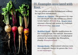 IV. Examples associated with
Root :-
The root system provides foundational evidence
for high-level classification:
• Taproot vs. Fibrous : The presence of a tap-
root (developed from the radicle) is a charac-
teristic feature of Dicots (e.g., Mangifera indica),
whereas a fibrous root system is a hallmark
of Monocots (e.g., Oryza sativa).
• Modified Roots : Specific modifications de-
fine certain groups. For example, Pneumato-
phores (respiratory roots) are morphological
evidence for halophytes like Rhizophora
(Family Rhizophoraceae).
• Storage Roots : Fasciculated tuberous roots
are a diagnostic feature for genera like Dahl-
ia and Asparagus.
 