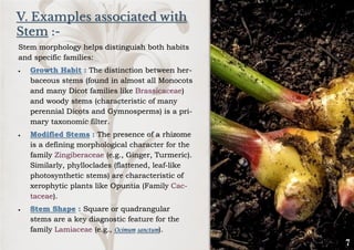 V. Examples associated with
Stem :-
Stem morphology helps distinguish both habits
and specific families:
• Growth Habit : The distinction between her-
baceous stems (found in almost all Monocots
and many Dicot families like Brassicaceae)
and woody stems (characteristic of many
perennial Dicots and Gymnosperms) is a pri-
mary taxonomic filter.
• Modified Stems : The presence of a rhizome
is a defining morphological character for the
family Zingiberaceae (e.g., Ginger, Turmeric).
Similarly, phylloclades (flattened, leaf-like
photosynthetic stems) are characteristic of
xerophytic plants like Opuntia (Family Cac-
taceae).
• Stem Shape : Square or quadrangular
stems are a key diagnostic feature for the
family Lamiaceae (e.g., Ocimum sanctum).
 