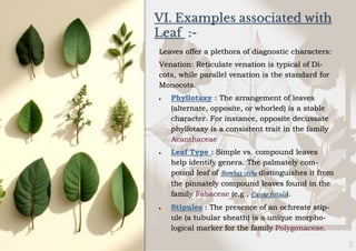 VI. Examples associated with
Leaf :-
Leaves offer a plethora of diagnostic characters:
Venation: Reticulate venation is typical of Di-
cots, while parallel venation is the standard for
Monocots.
• Phyllotaxy : The arrangement of leaves
(alternate, opposite, or whorled) is a stable
character. For instance, opposite decussate
phyllotaxy is a consistent trait in the family
Acanthaceae
• Leaf Type : Simple vs. compound leaves
help identify genera. The palmately com-
pound leaf of Bombax ceiba distinguishes it from
the pinnately compound leaves found in the
family Fabaceae (e.g., Cassia fistula).
• Stipules : The presence of an ochreate stip-
ule (a tubular sheath) is a unique morpho-
logical marker for the family Polygonaceae.
 
