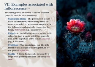 VII. Examples associated with
Inflorescence :-
The arrangement of flowers is one of the most
powerful tools in plant taxonomy:
• Capitulum (Head) : The presence of a capit-
ulum inflorescence, where many small flo-
rets are crowded on a common receptacle, is
the defining morphological evidence for the
family Asteraceae (e.g., Sunflower).
• Umbel : An umbel inflorescence, where pedi-
cels arise from a single point like umbrella
ribs, is the signature of the family Apiaceae
(e.g., Coriander).
• Cyathium : This specialized, cup-like inflo-
rescence is a unique identifying feature for
the genus Euphorbia.
• Spadix : A thick, fleshy spike covered by a
large bract (spathe) identifies the family Ara-
ceae.
 
