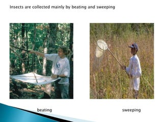 Insects are collected mainly by beating and sweeping
beating sweeping
 