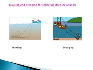 Trawling and dredging for collecting deepsea animals
Trawling Dredging
 