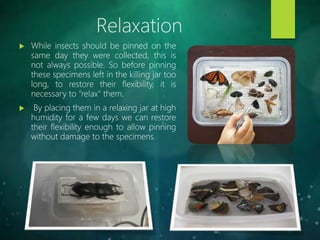 Taxonomic Collections, Preservation and Curating of Insects | PPTX