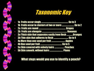 Taxonomic Key
 1a Fruits occur singly ....................................................... Go to 3
 1b Fruits occur in clusters of two or more ......................... Go to 2
 2a Fruits are round ....................................................... Grapes
 2b Fruits are elongate ................................................... Bananas
 3a Thick skin that separates easily from flesh .............Oranges
 3b Thin skin that adheres to flesh .............................. Go to 4
 4a More than one seed per fruit ............................ Apples
 4b One seed per fruit ............................................ Go to 5
 5a Skin covered with velvety hairs .................... Peaches
 5b Skin smooth, without hairs ........................... Plums
What steps would you use to identify a peach?
 