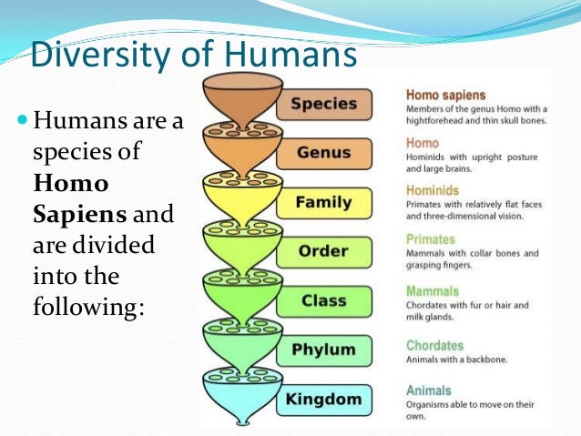 Sapiens Classification Chart