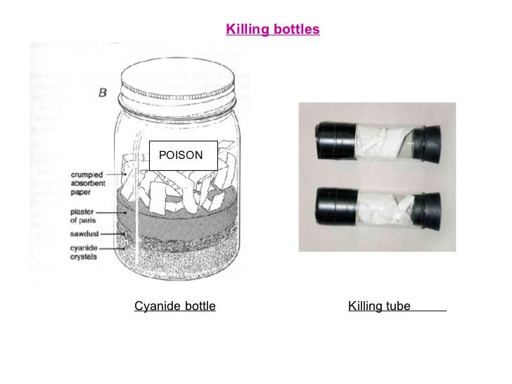 Taxonomic procedures