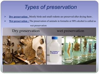 Types of preservation
 Dry preservation: Mostly birds and small rodents are preserved after drying them .
 Wet preservation : The preservation of animals in formalin or 90% alcohol is called as
wet preservation
 