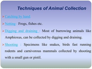 Techniques of Animal Collection
Catching by hand.
Netting : Frogs, fishes etc.
Digging and draining : Most of burrowing animals like
Amphioxus, can be collected by digging and draining.
Shooting : Specimens like snakes, birds fast running
rodents and carnivorous mammals collected by shooting
with a small gun or pistil.
 